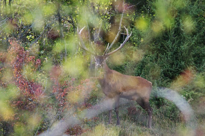 Un''arena molto contesa